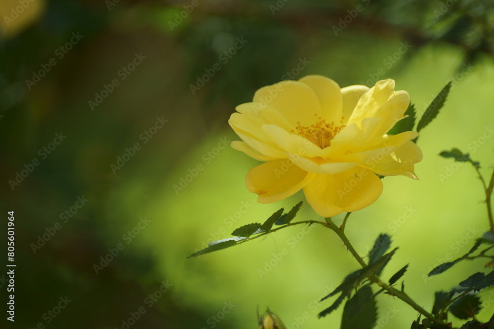 yellow flower yellow flower