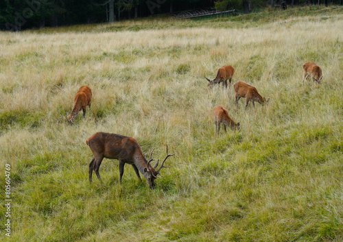 The deer at the Paneveggio park. The deer nature reserve in Paneveggio. Predazzo, Val di Fiemme, South Tyrol, Trentino Alto Adige, Italy.