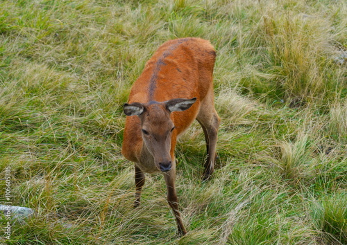 The deer at the Paneveggio park. The deer nature reserve in Paneveggio. Predazzo, Val di Fiemme, South Tyrol, Trentino Alto Adige, Italy.