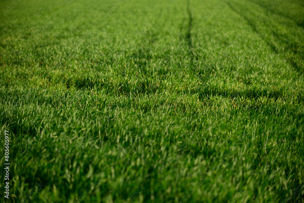 green grass background green grass background