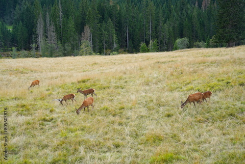 The deer at the Paneveggio park. The deer nature reserve in Paneveggio. Predazzo, Val di Fiemme, South Tyrol, Trentino Alto Adige, Italy.