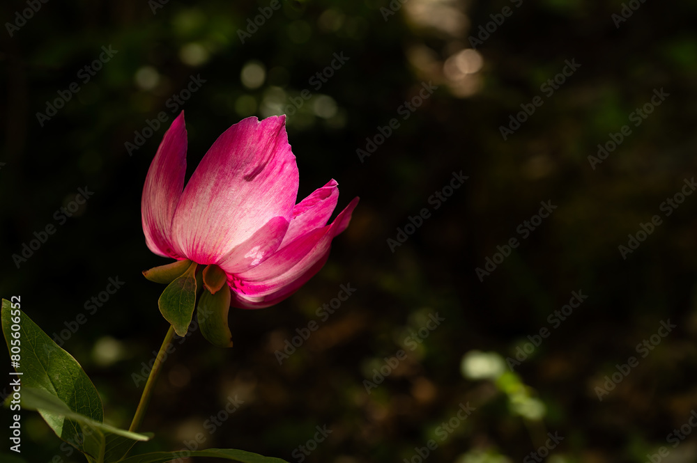 Red and pink flowers in nature. A plant native to Turkey, peony, scientific name; Paeonia turcica. Red and pink flowers in nature. A plant native to Turkey, peony, scientific name; Paeonia turcica.