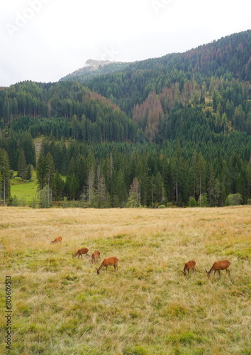The deer at the Paneveggio park. The deer nature reserve in Paneveggio. Predazzo, Val di Fiemme, South Tyrol, Trentino Alto Adige, Italy.