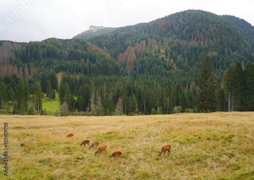 The deer at the Paneveggio park. The deer nature reserve in Paneveggio. Predazzo, Val di Fiemme, South Tyrol, Trentino Alto Adige, Italy.