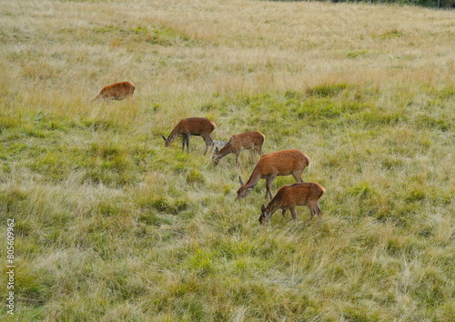 The deer at the Paneveggio park. The deer nature reserve in Paneveggio. Predazzo, Val di Fiemme, South Tyrol, Trentino Alto Adige, Italy.