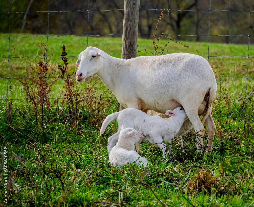 Mother sheep feeding baby lambs Mother sheep feeding baby lambs