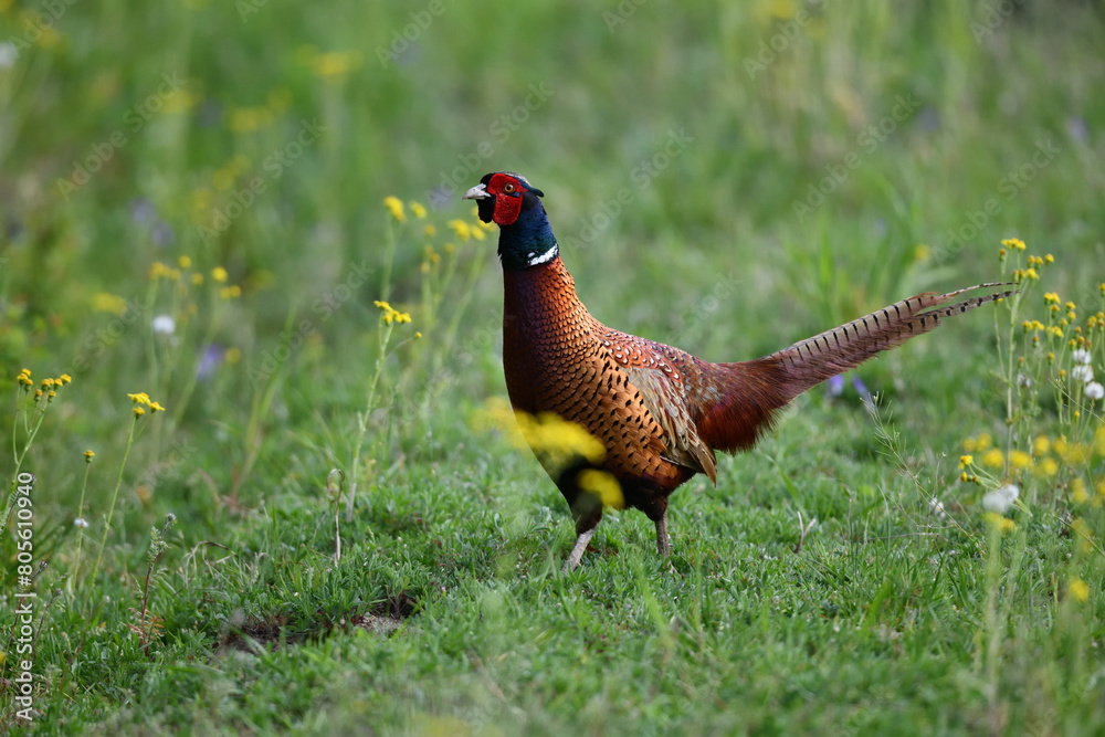 Farbenfroher Fasan zwischen gelben Blumenblüten auf grüner Wiese sagt Danke für das prächtige Pfingstfest Farbenfroher Fasan zwischen gelben Blumenblüten auf grüner Wiese sagt Danke für das prächtige Pfingstfest