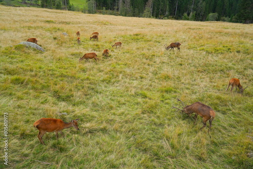 The deer at the Paneveggio park. The deer nature reserve in Paneveggio. Predazzo, Val di Fiemme, South Tyrol, Trentino Alto Adige, Italy.