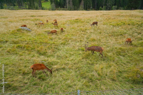 The deer at the Paneveggio park. The deer nature reserve in Paneveggio. Predazzo, Val di Fiemme, South Tyrol, Trentino Alto Adige, Italy.