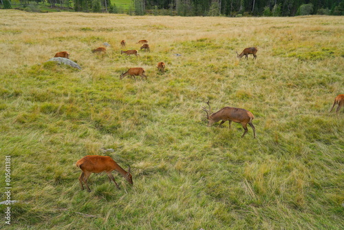 The deer at the Paneveggio park. The deer nature reserve in Paneveggio. Predazzo, Val di Fiemme, South Tyrol, Trentino Alto Adige, Italy.