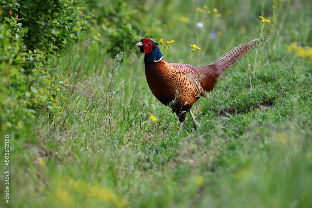 custom made wallpaper toronto digitalFarbenfroher Fasan zwischen gelben Blumenblüten auf grüner Wiese sagt Danke für das wahnsinnige Pfingstfest