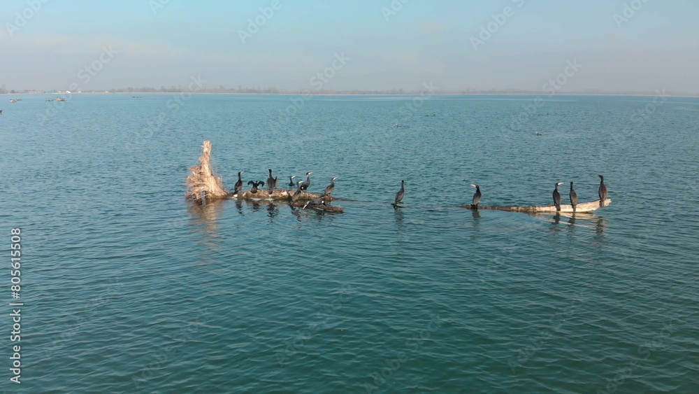 Family flock of Great Cormorant standing on a floating tree over a blue ocean ready to fly on the water. Aerial view