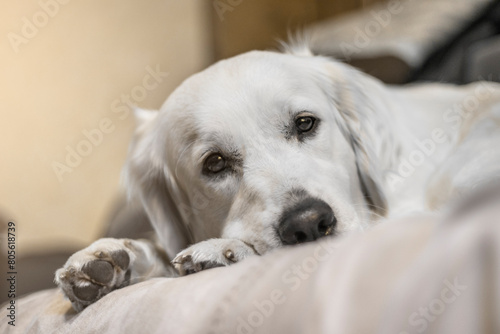 Sad dog lying on the sofa and looking into the eyes. Dog home alone. A dog's longing for its owner. Purebred Golden Retriever dog © FotoEston