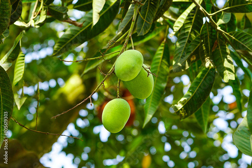 Raw green mango hanging on tree with beautiful blurred sunlight background  photo