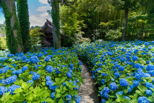 Photos 秋田県男鹿市　雲昌寺の紫陽花