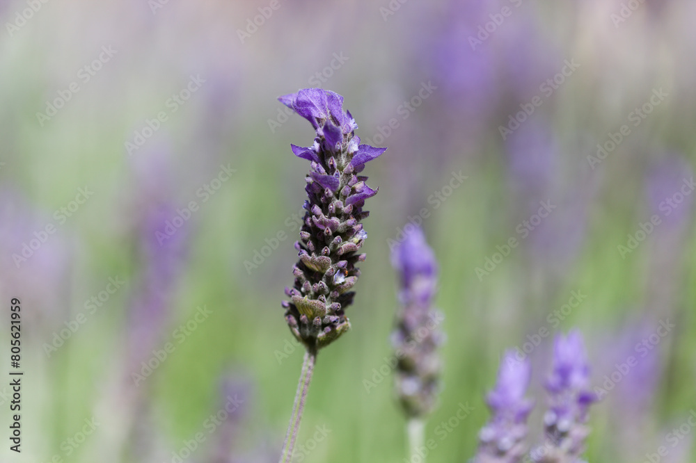 Flora of Gran Canaria - Lavandula dentata, French lavender, naturalized plant natural macro floral background Flora of Gran Canaria - Lavandula dentata, French lavender, naturalized plant natural macro floral background