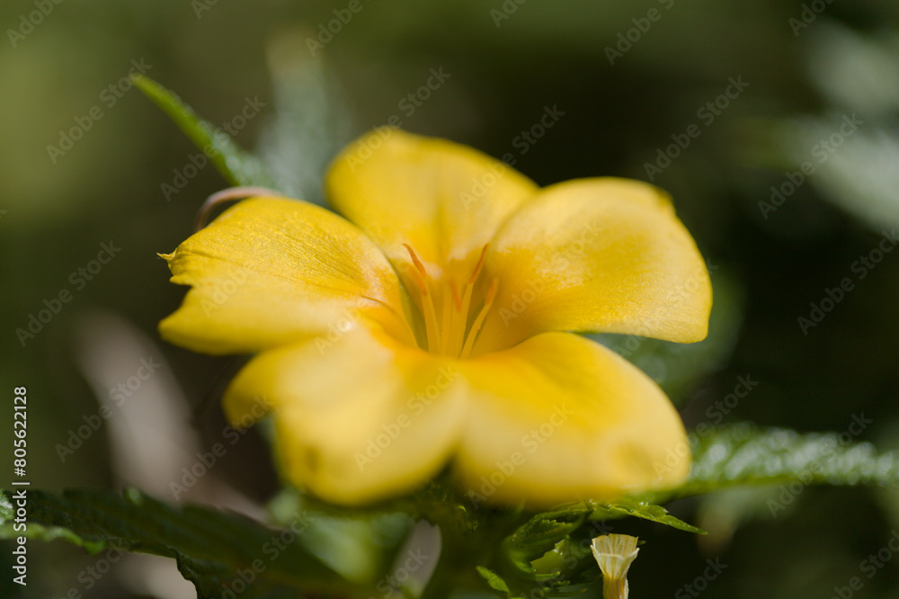 Yellow flowers of Turnera ulmifolia, yellow alder, natural macro floral background Yellow flowers of Turnera ulmifolia, yellow alder, natural macro floral background
