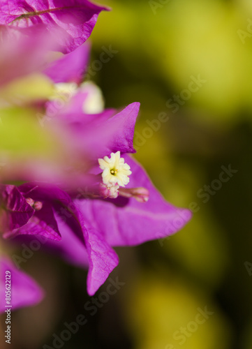 Flora of Gran Canaria -  Bougainvillea glabra, introduced ornamental plant, natural macro floral background