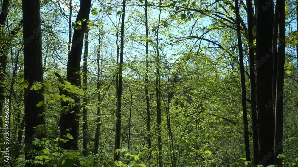 Spring in a forest - landscape with deciduous foliage and tree trunks, a view on a blue sky background on sunny days of May in a wooded environment. Spring in a forest - landscape with deciduous foliage and tree trunks, a view on a blue sky background on sunny days of May in a wooded environment.