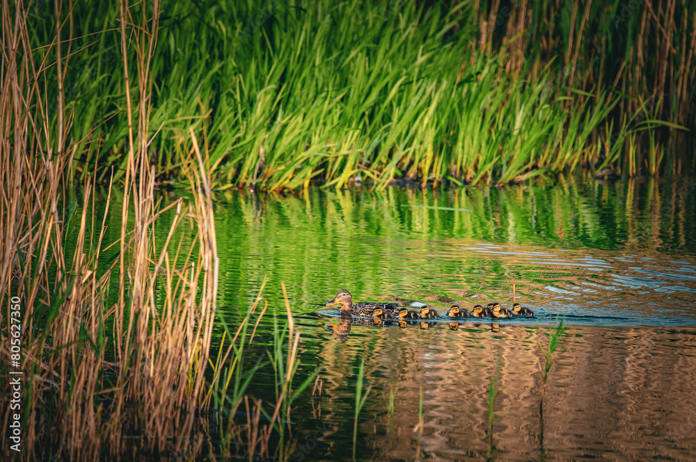 duck and ducklings duck and ducklings