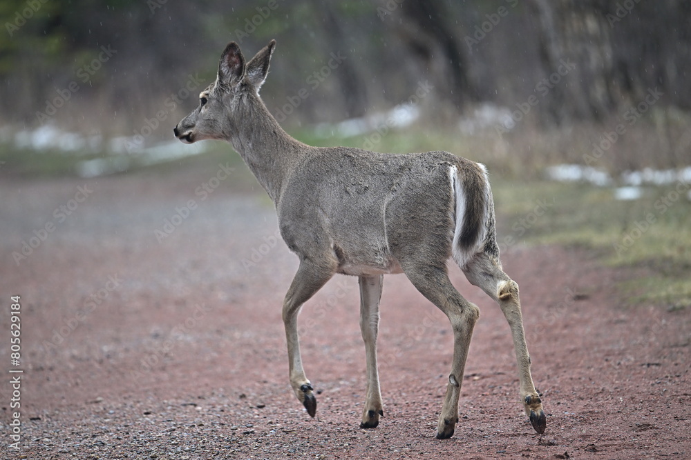 Fototapeta premium deer in the forest