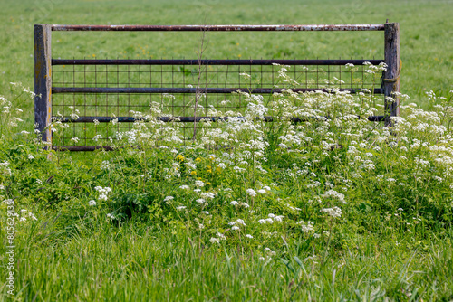 Spring landscape with white flowers Cow Parsley, Anthriscus sylvestris, Wild chervil or Keck with wooden fence, Typical Dutch polder with green grass field, Noord Holland, Countryside of Netherlands. photo