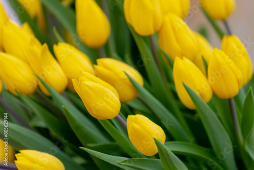 Selective focus of golden yellow flowers in garden  Tulips are plants of the genus Tulipa  Spring-blooming perennial herbaceous bulbiferous geophytes  Nature background  Tulip festival in Netherlands.