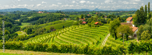 Vineyards in Jeruzalem wine region in Eastern Slovenia © Mazur Travel