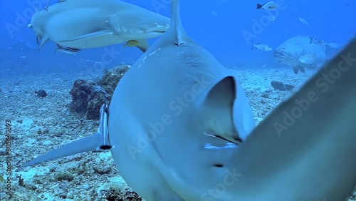 A shark's head is shown in the water. The shark is surrounded by fish. The shark's head is large and has a sharp point. Part of series Underwater World of Bahamas. photo