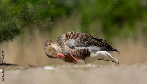 Принти на полотні The greylag goose (anser anser) cleaning wings on shore of the lake