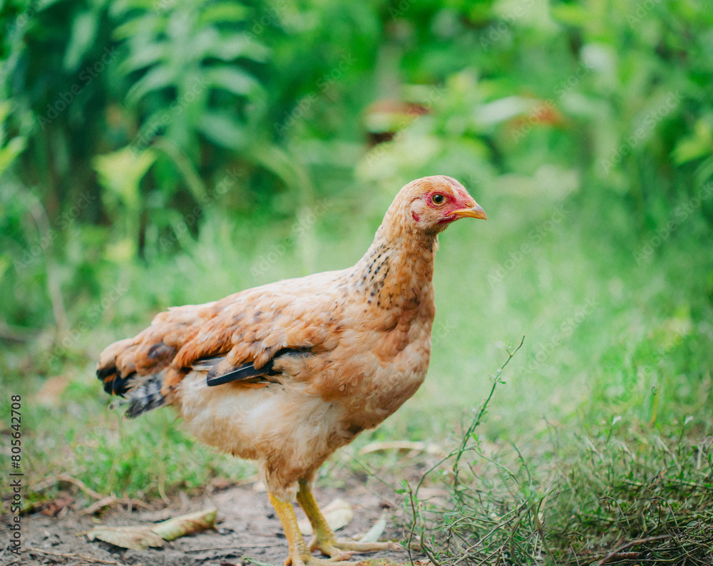 Flock of young brown chickens in natural setting. Poultry farming and agriculture concept Flock of young brown chickens in natural setting. Poultry farming and agriculture concept