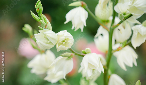 White flowers blooming on tall stem with soft focus background. Garden and beauty in nature concept