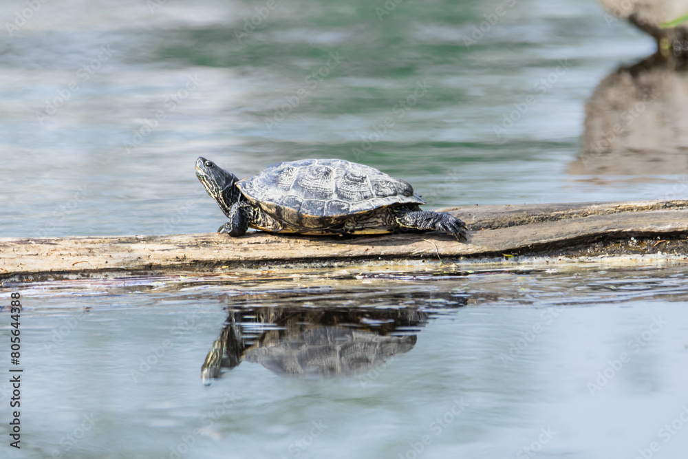 Snapping Turtle on a Log
