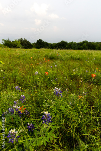 Bluebonnet Park, Ennis, Texas