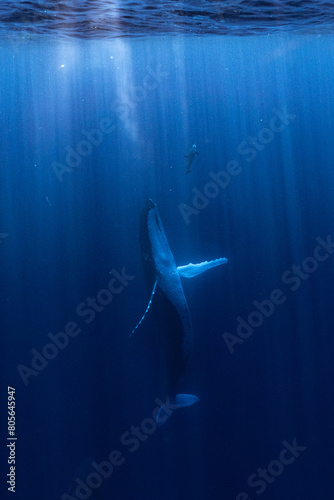 Whale and dolphin in the sea