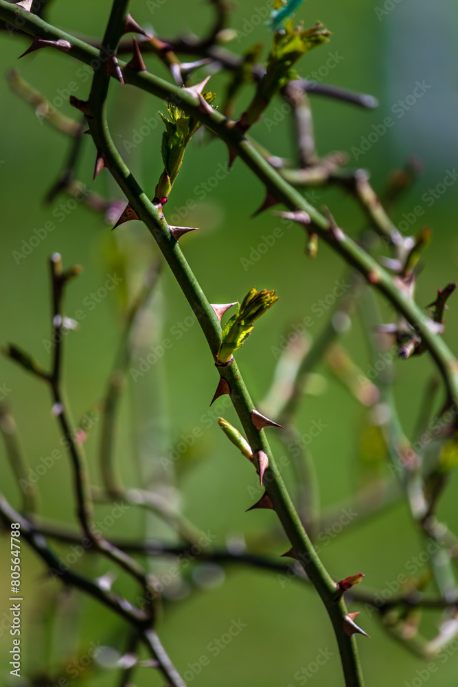 first early spring buds on branches march nature selective focus first early spring buds on branches march nature selective focus