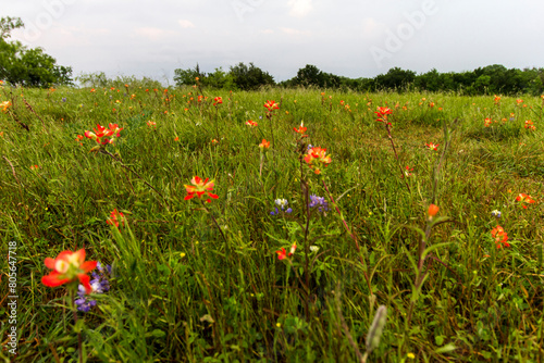 Indian Paintbrush and Bluebonnets, Bluebonnet Park, Ennis, Texas