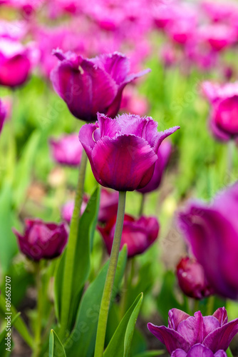 pink tulips in the garden