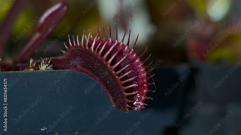 Venus flytrap Dionaea muscipula planted in a pot with its red traps open along with more mouths and with peat moss, red dragon venus flytrap Venus flytrap Dionaea muscipula planted in a pot with its red traps open along with more mouths and with peat moss, red dragon venus flytrap