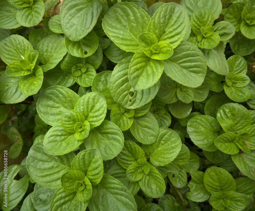 green leaves background