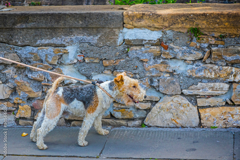 The Wire Fox Terrier (also known as Wire Hair Fox Terrier or Wirehaired Terrier) walks on a leash on the street