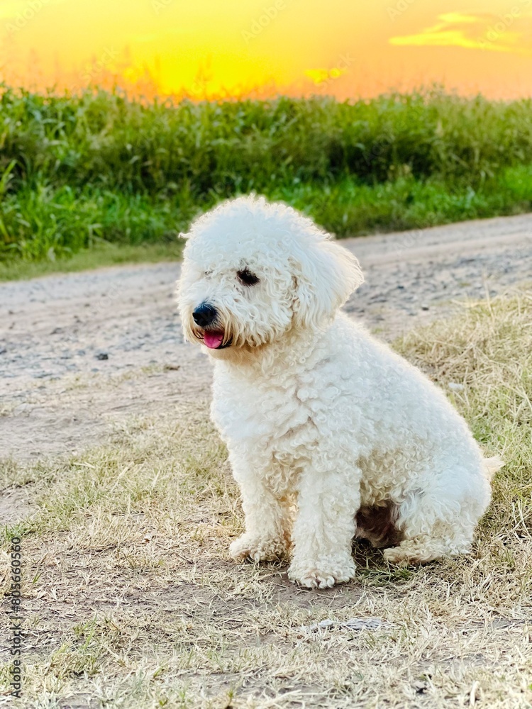White dog, poodle on the grass with the sunset in backgrounds, rural, outdoors, Pet, vertical, 