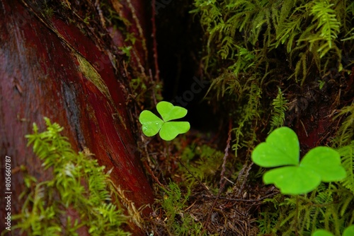 Close up of sorrel, specifically Redwood Sorrel (Oxalis oregana), growing out of the ground near a fallen log.  