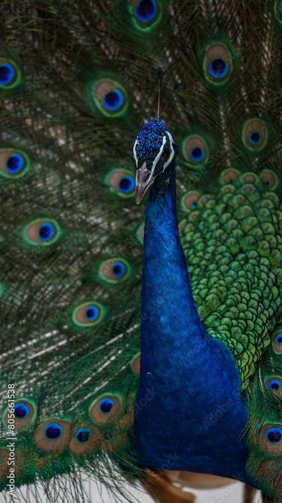 Fototapeta premium Animales de zoológico 