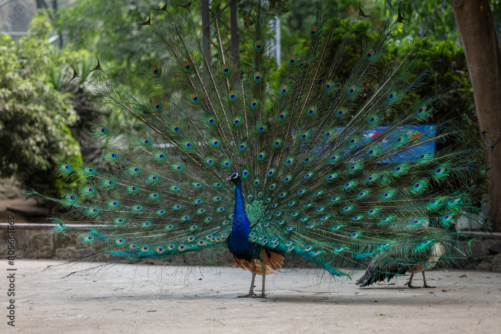 Obraz premium Animales de zoológico 