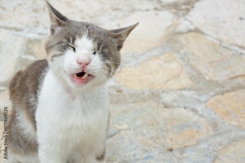 何かを噛み締めて引きつった顔をしている猫