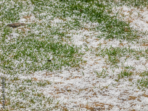 A view of accumulated hail on green grass from spring showers.