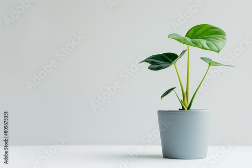 cute mini Monstera plant in a pot, white background, depth of field f/2.8 3.5, 50mm lens photo