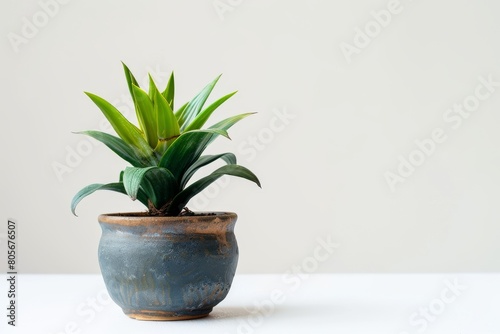 cute mini Shell Ginger plant in a pot, white background