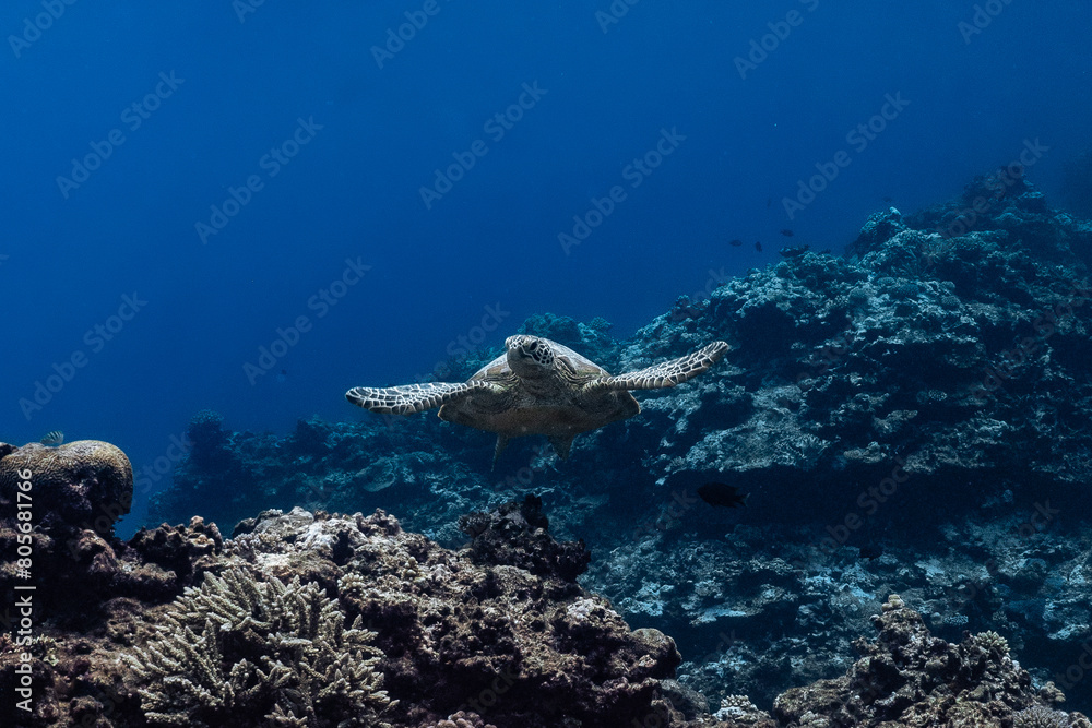 Fototapeta premium Turtle in the reef